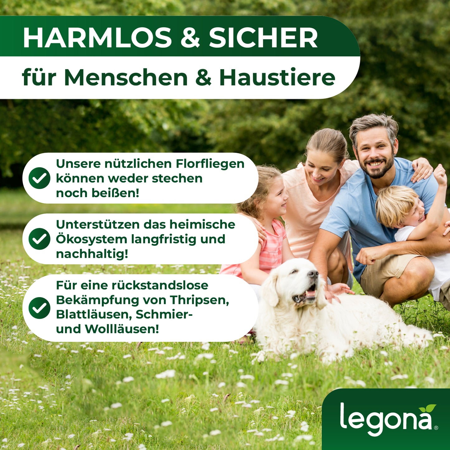 Florfliegenlarven gegen Blattläuse und Thripse