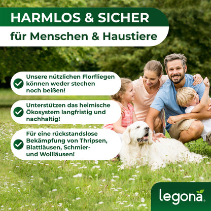 Florfliegenlarven gegen Blattläuse und Thripse