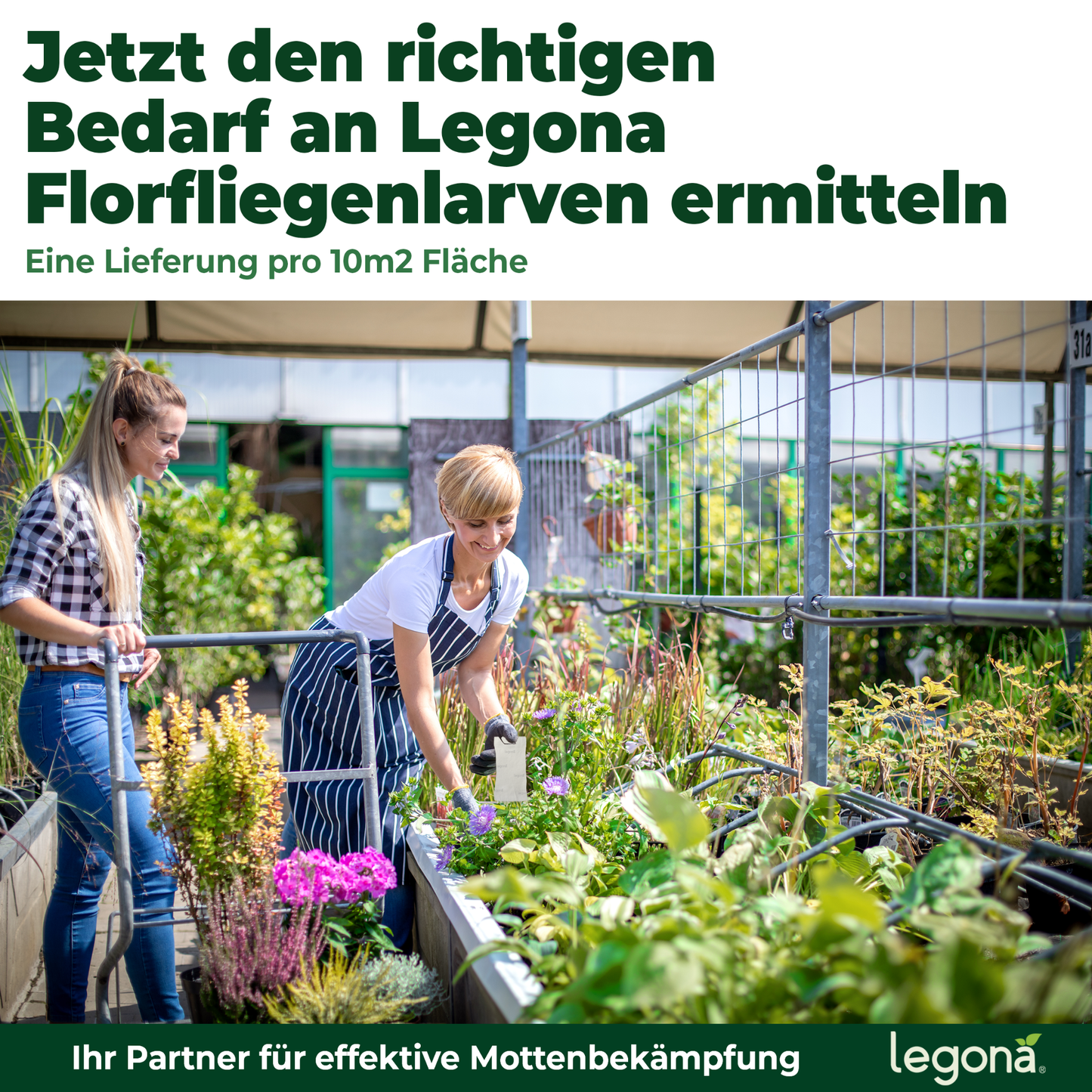 Florfliegenlarven gegen Blattläuse