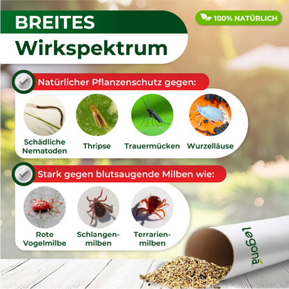 Raubmilben Hypoaspis miles gegen Thripse, Trauermücken  und die rote Vogelmilbe.