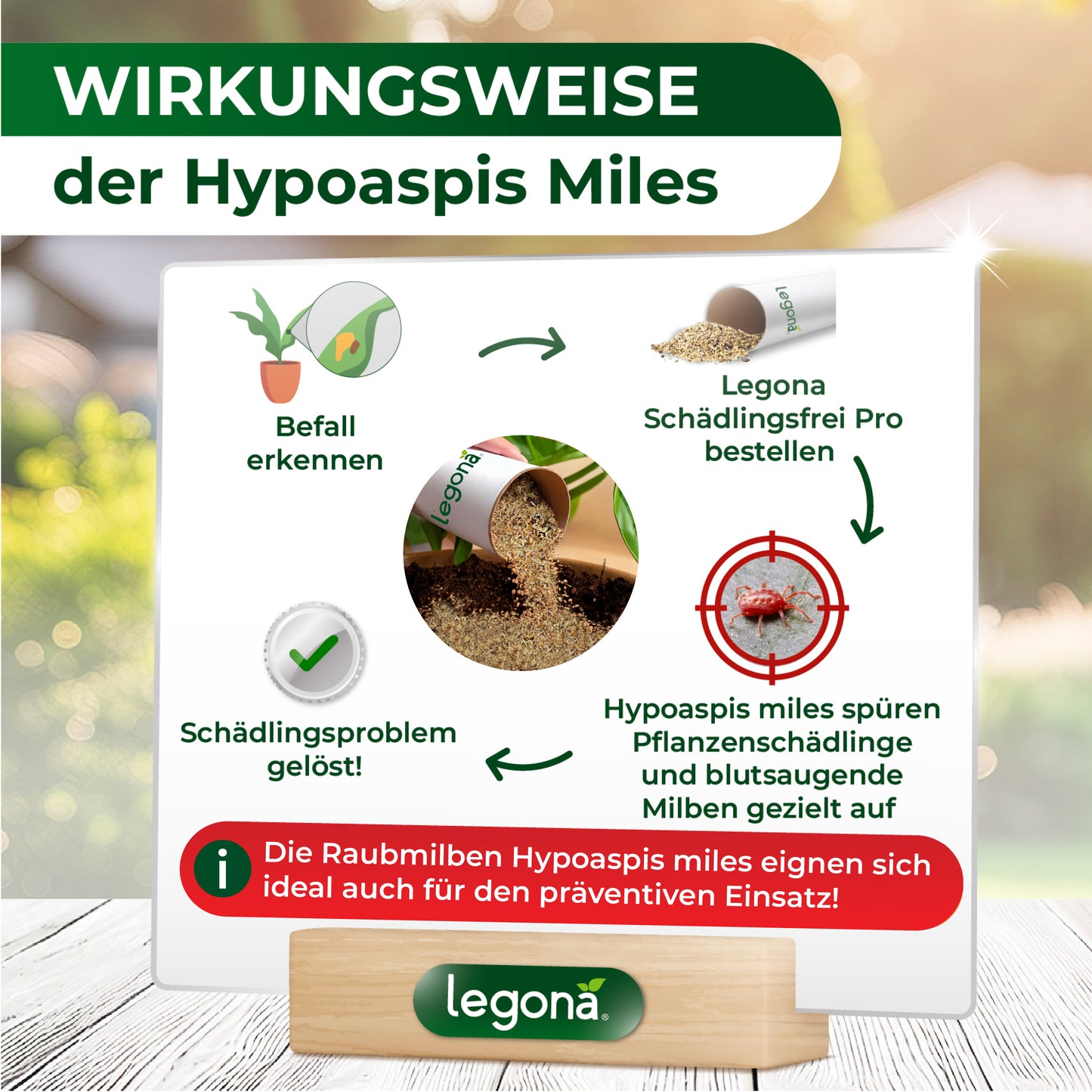 Raubmilben Hypoaspis miles gegen Thripse, Trauermücken  und die rote Vogelmilbe.