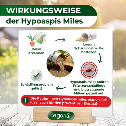 Raubmilben Hypoaspis miles gegen Thripse, Trauermücken  und die rote Vogelmilbe.