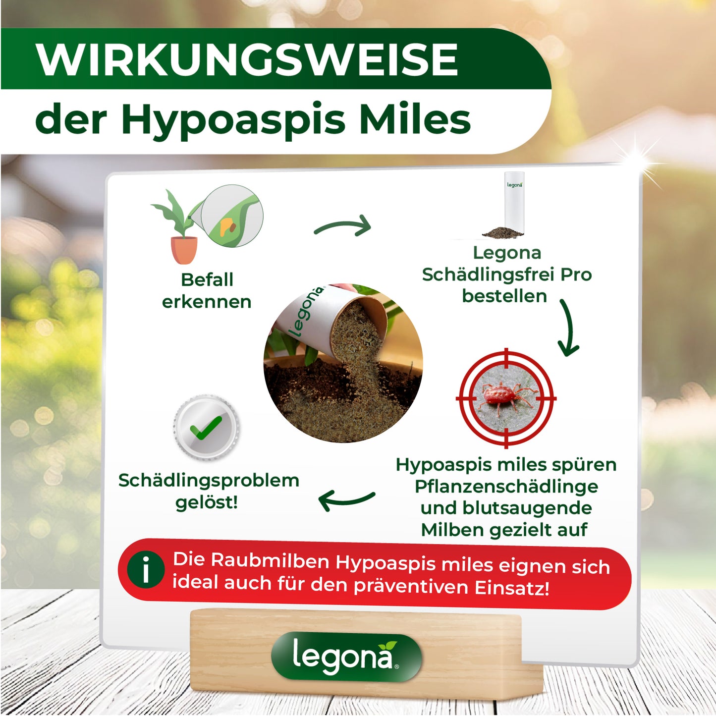 Raubmilben Hypoaspis miles gegen Thripse, Trauermücken  und die rote Vogelmilbe