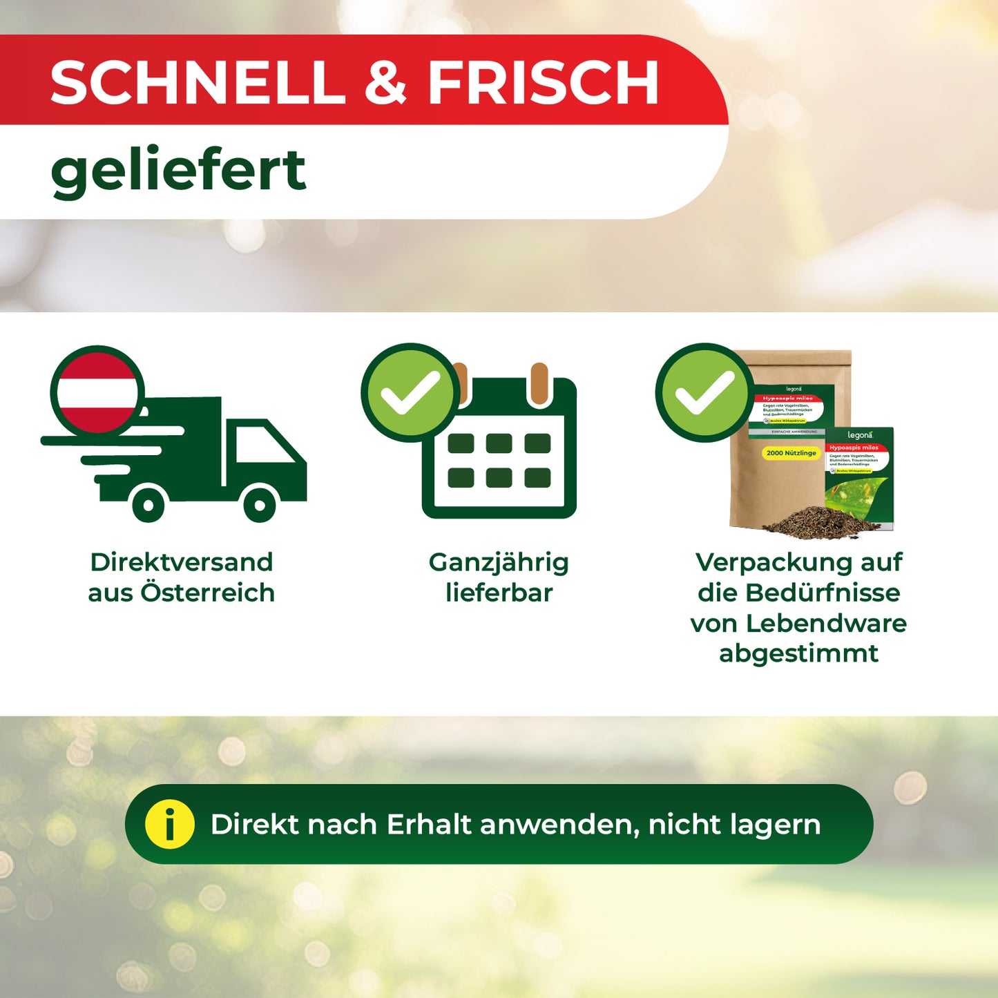 Hypoaspis miles kaufen - Raubmilben gegen die rote Vogelmilbe, Thripse & Trauermücken