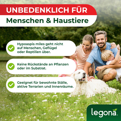 Hypoaspis miles kaufen - Raubmilben gegen die rote Vogelmilbe, Thripse & Trauermücken