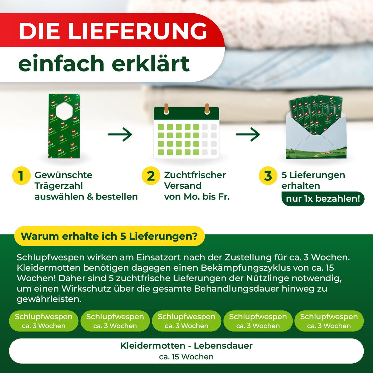 Grafik mit drei Schritten zur Bestellung und Erklärung, warum fünf Lieferungen von Schlupfwespen über drei Wochen notwendig sind, mit Zeitachsen für Schlupfwespen und Kleidermottenlebensdauer