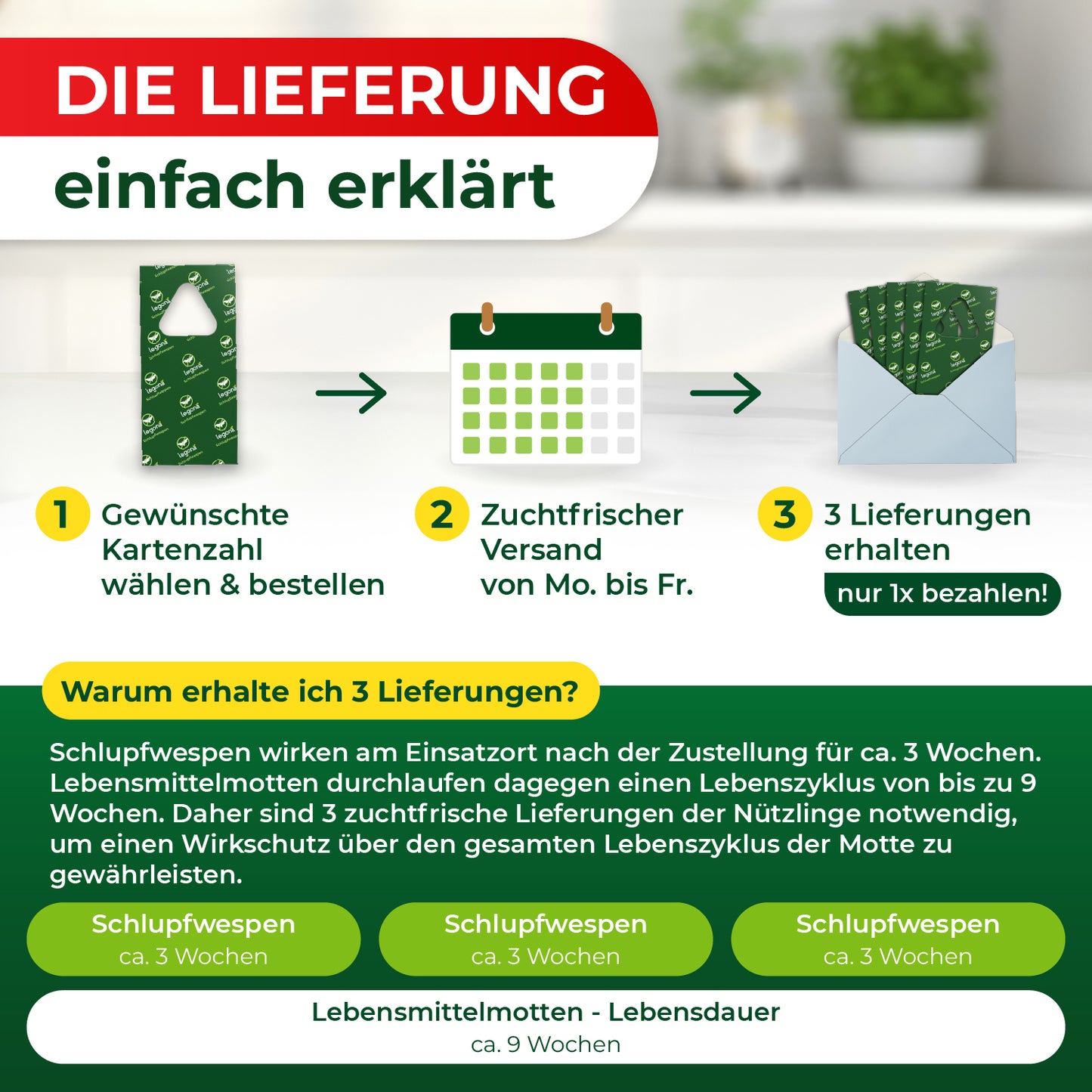 Die Lieferung von Schlupfwespen in drei Schritten: 1. Gewünschte Kartenzahl wählen und bestellen, 2. Versand von Montag bis Freitag, 3. Drei Lieferungen erhalten und nur einmal bezahlen.