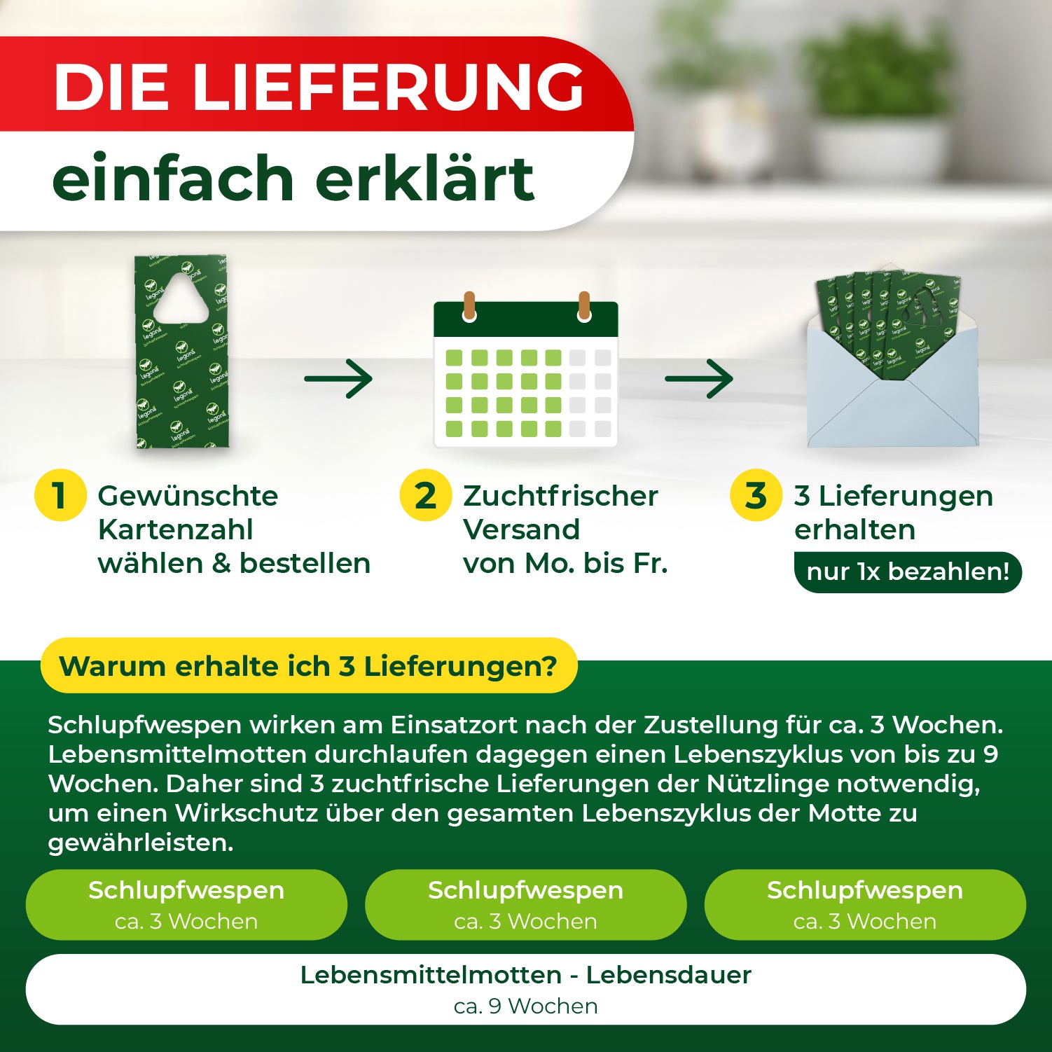 Die Lieferung von Schlupfwespen in drei Schritten: 1. Gewünschte Kartenzahl wählen und bestellen, 2. Versand von Montag bis Freitag, 3. Drei Lieferungen erhalten und nur einmal bezahlen.