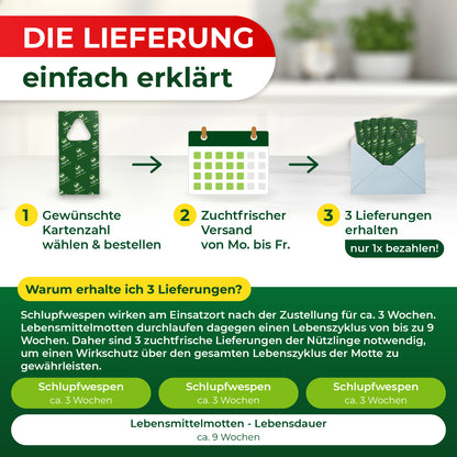 Die Lieferung von Schlupfwespen in drei Schritten: 1. Gewünschte Kartenzahl wählen und bestellen, 2. Versand von Montag bis Freitag, 3. Drei Lieferungen erhalten und nur einmal bezahlen.