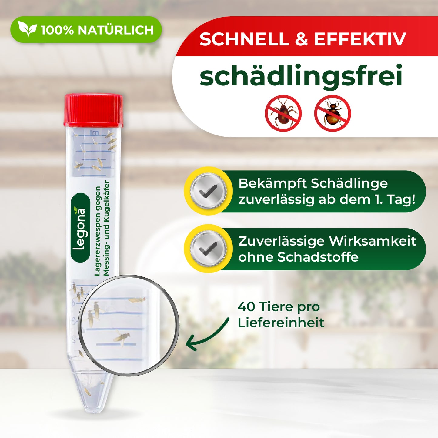 Lagererzwespen gegen Kugelkäfer & Messingkäfer