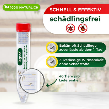 Lagererzwespen gegen Kugelkäfer & Messingkäfer