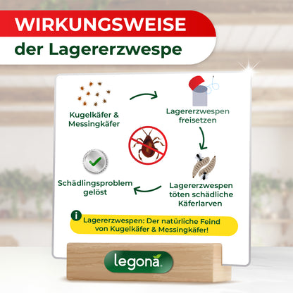 Lagererzwespen gegen Kugelkäfer & Messingkäfer