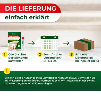 Lagererzwespen gegen Kugelkäfer & Messingkäfer