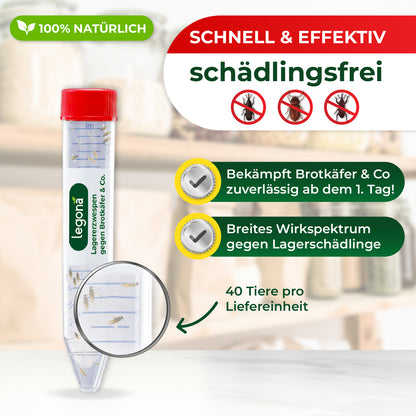 Lagererzwespen gegen Brotkäfer, Reiskäfer & Tabakkäfer