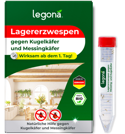 Lagererzwespen gegen Kugelkäfer & Messingkäfer