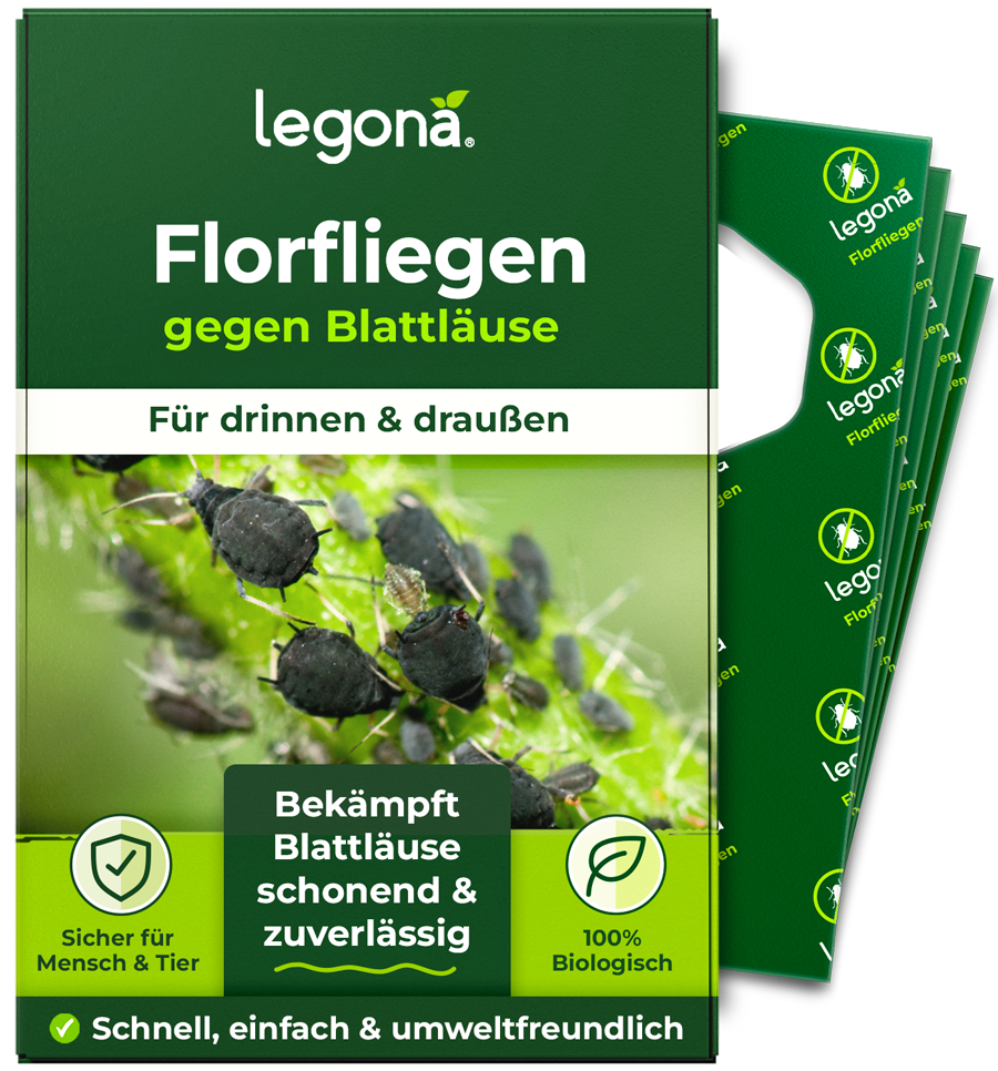 Florfliegenlarven gegen Blattläuse und Thripse