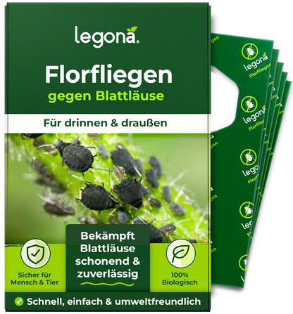 Florfliegenlarven gegen Blattläuse und Thripse