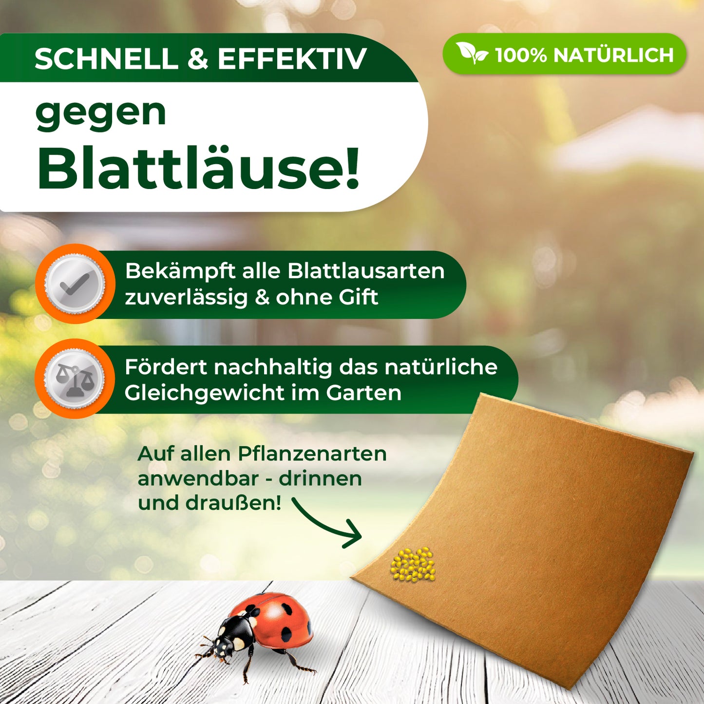 Marienkäferlarven gegen Blattläuse.