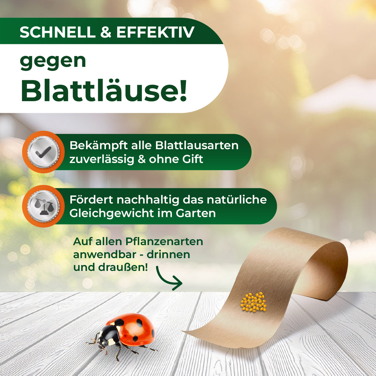 Marienkäferlarven gegen Blattläuse