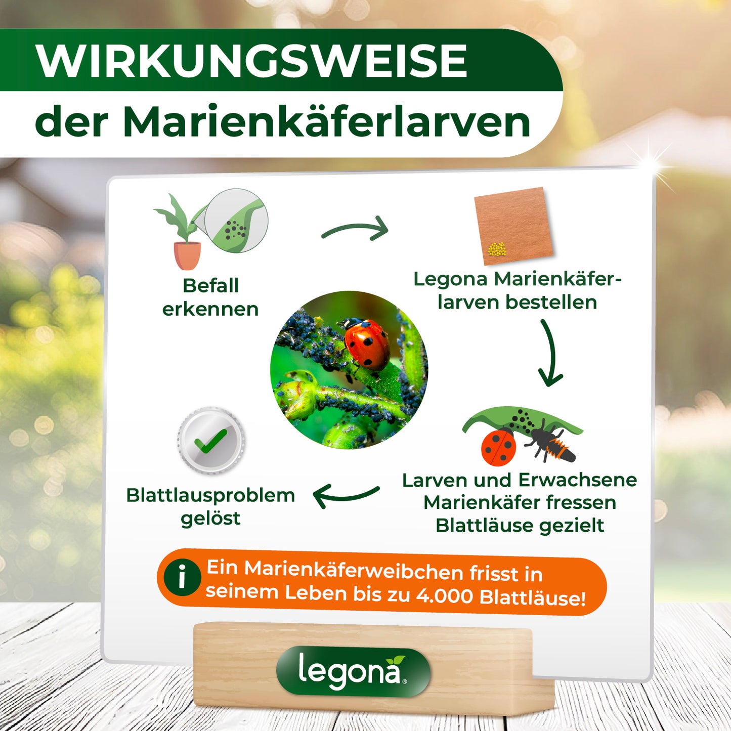 Marienkäferlarven gegen Blattläuse.