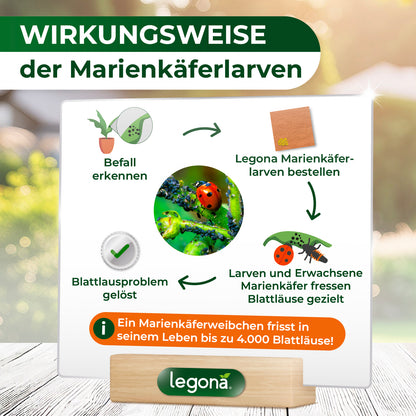 Marienkäferlarven gegen Blattläuse.