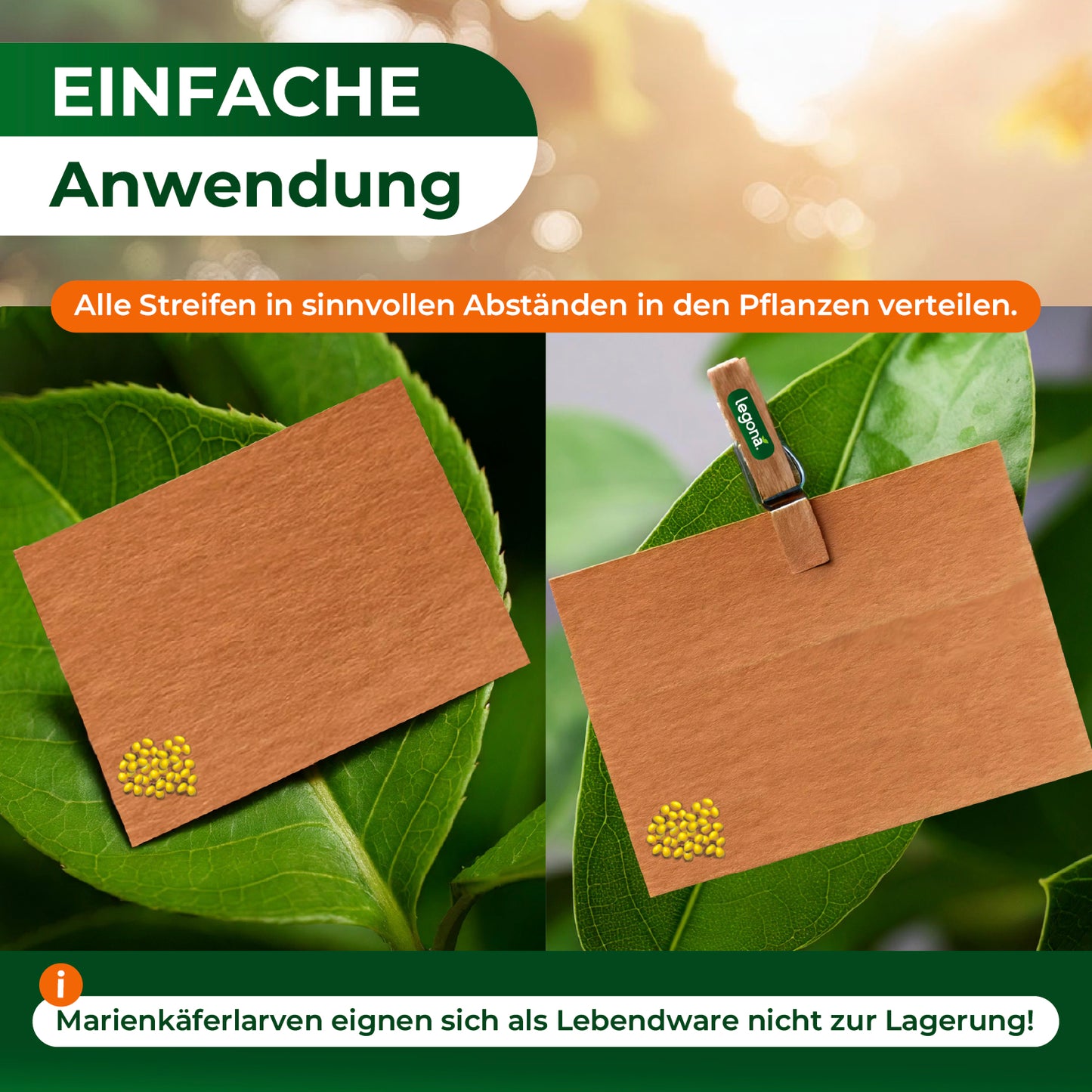 Marienkäferlarven gegen Blattläuse.