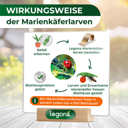 Marienkäferlarven gegen Blattläuse