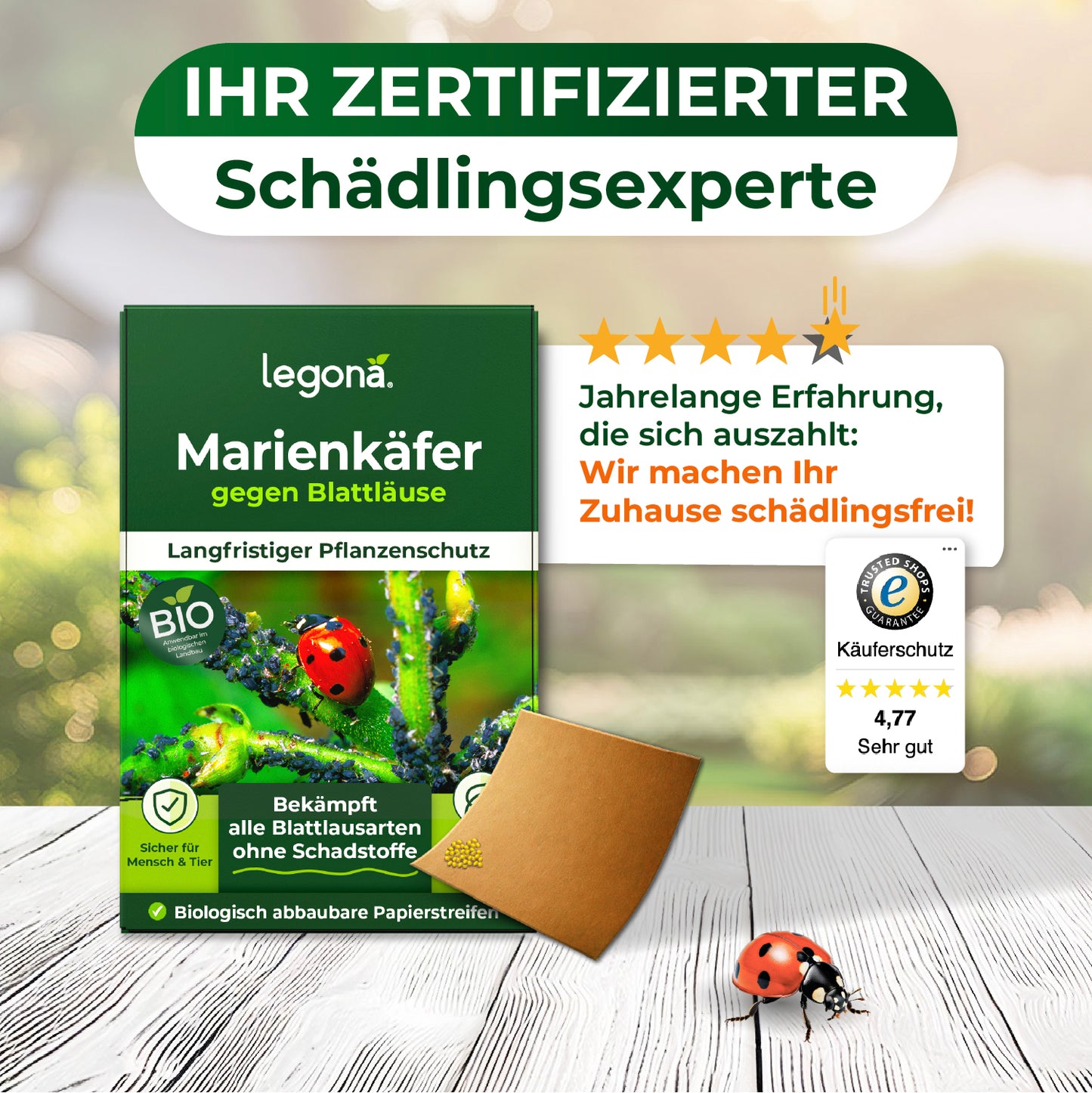 Marienkäferlarven gegen Blattläuse.