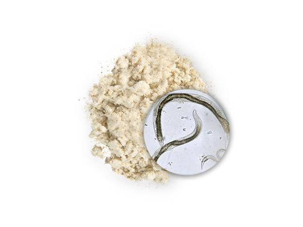 Nematodenlösung wird auf Pflanzenerde aufgetragen, um Trauermücken biologisch zu bekämpfen.