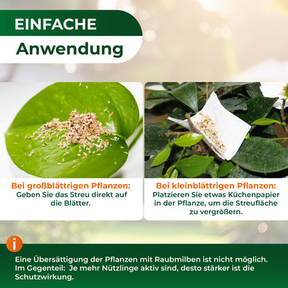 Raubmilben gegen Spinnmilben