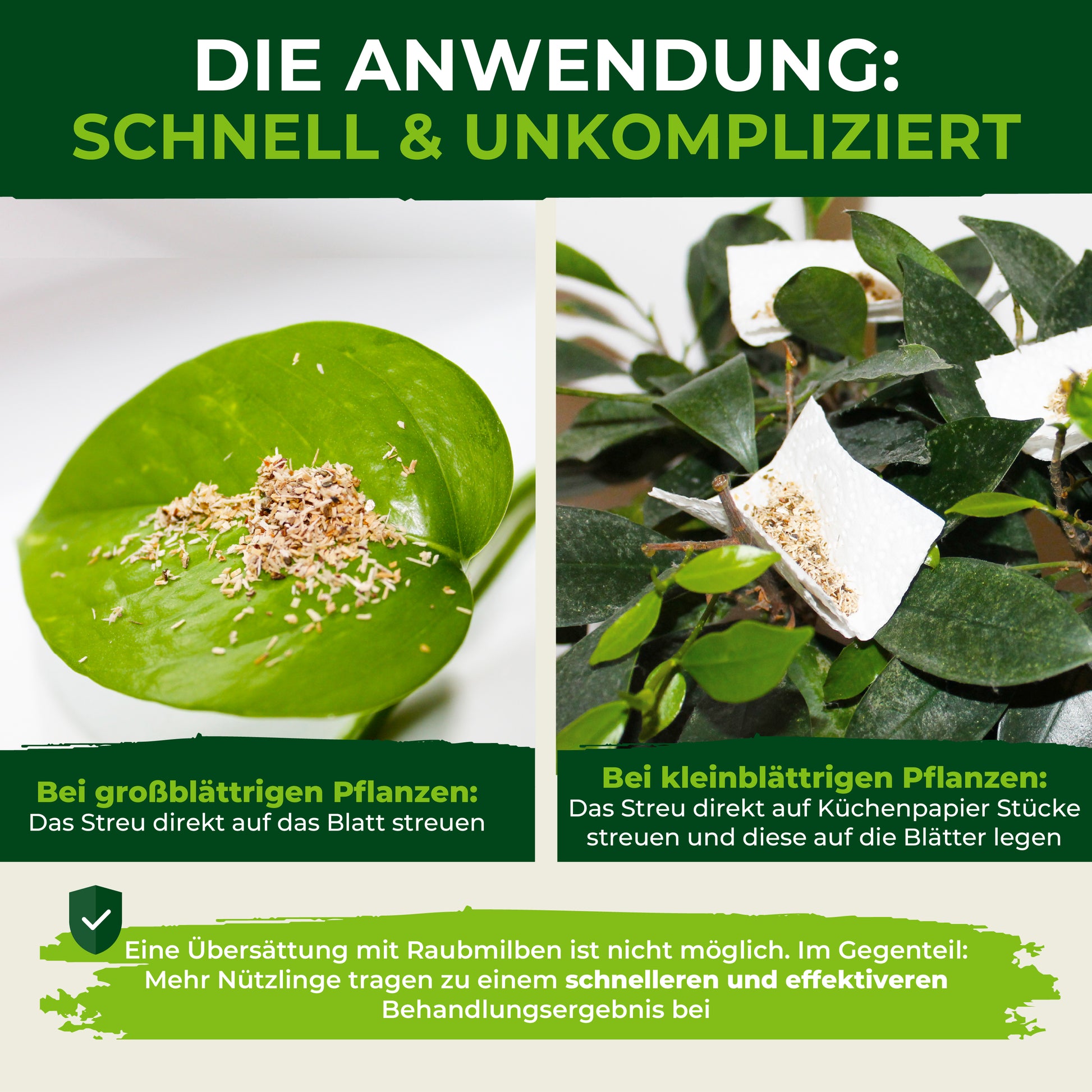 Raubmilben gegen Spinnmilben.