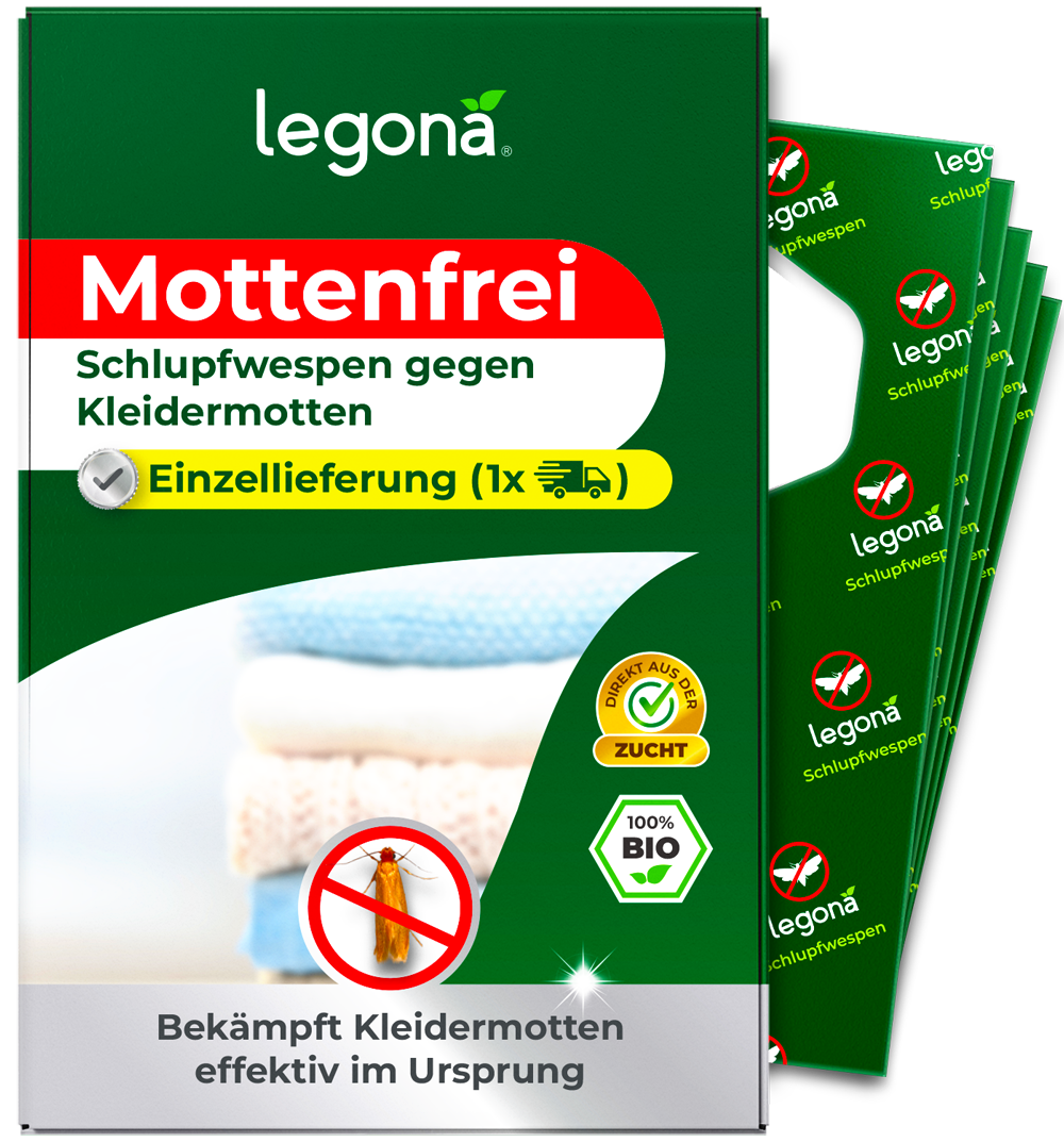 Schlupfwespen gegen Kleidermotten