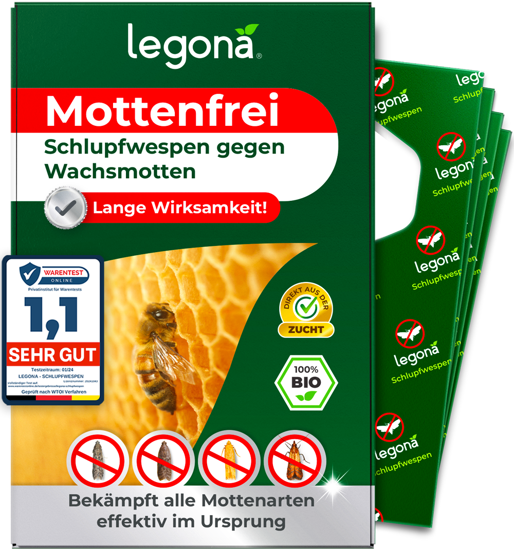 Schlupfwespen gegen Wachsmotten