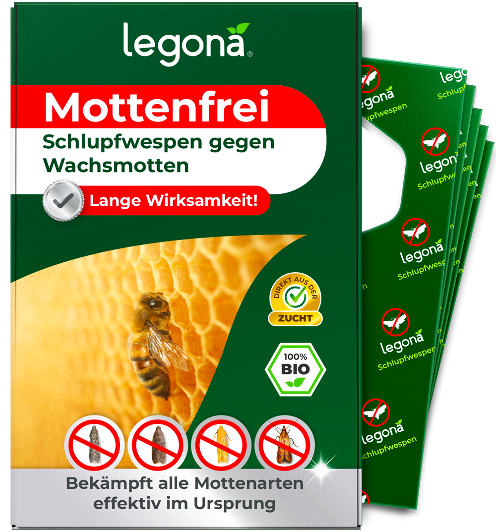 Schlupfwespen gegen Wachsmotten