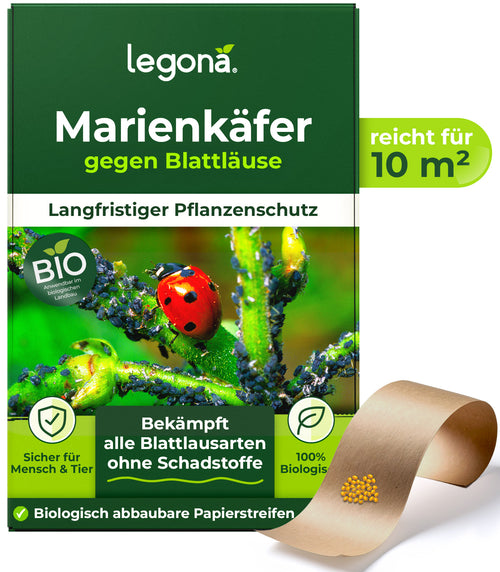 Marienkäferlarven gegen Blattläuse
