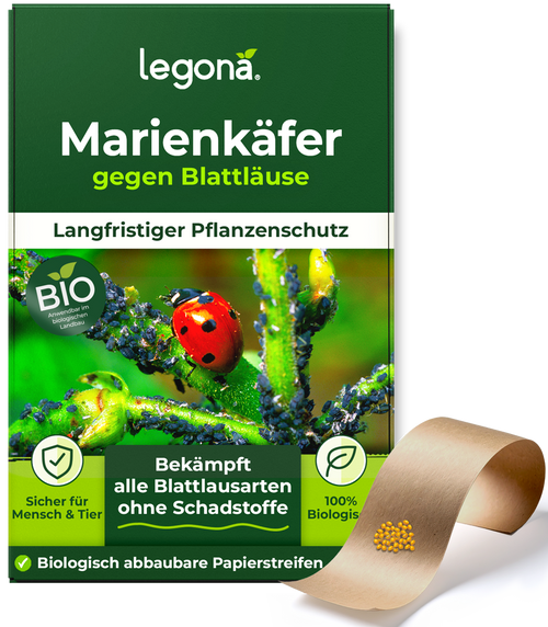 Marienkäferlarven gegen Blattläuse