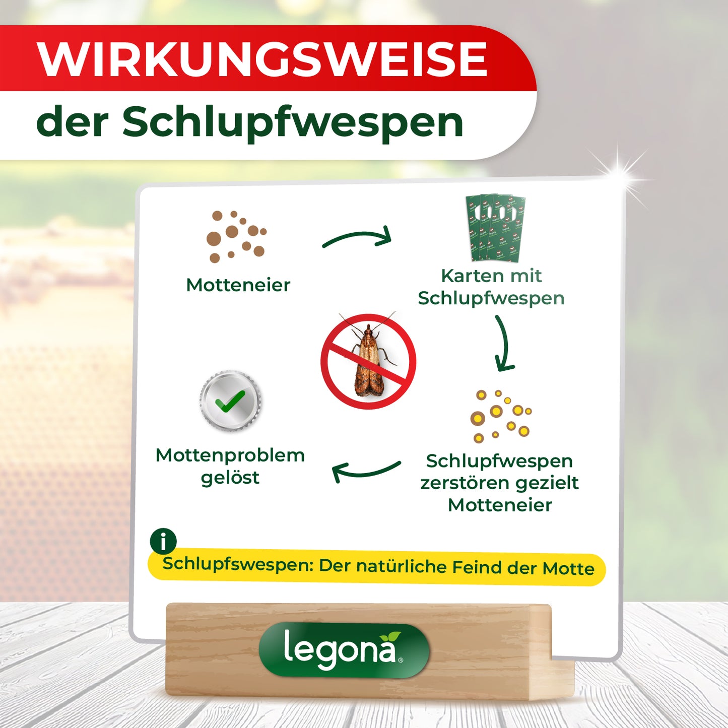 Schlupfwespen gegen Wachsmotten