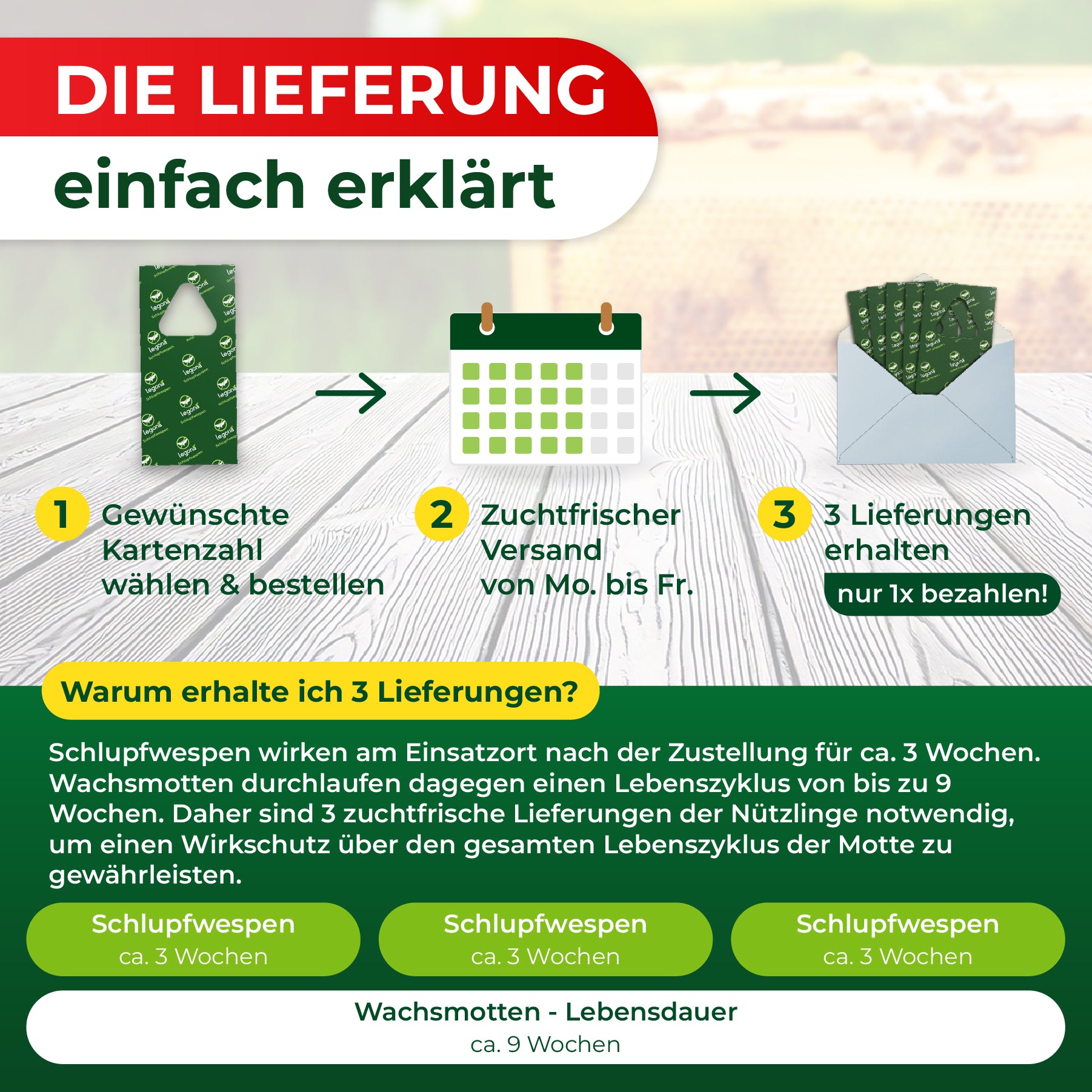 Lieferung von Legona Schlupfwespen in drei Schritten: 1. Gewünschte Kartenanzahl wählen und bestellen, 2. Versand von Montag bis Freitag, 3. Drei Lieferungen erhalten und nur einmal bezahlen.