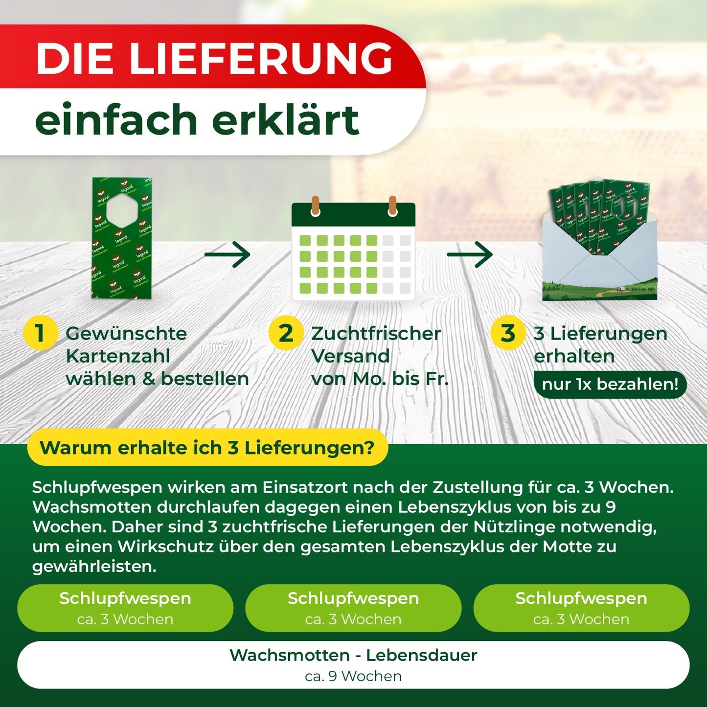 Schlupfwespen gegen Wachsmotten