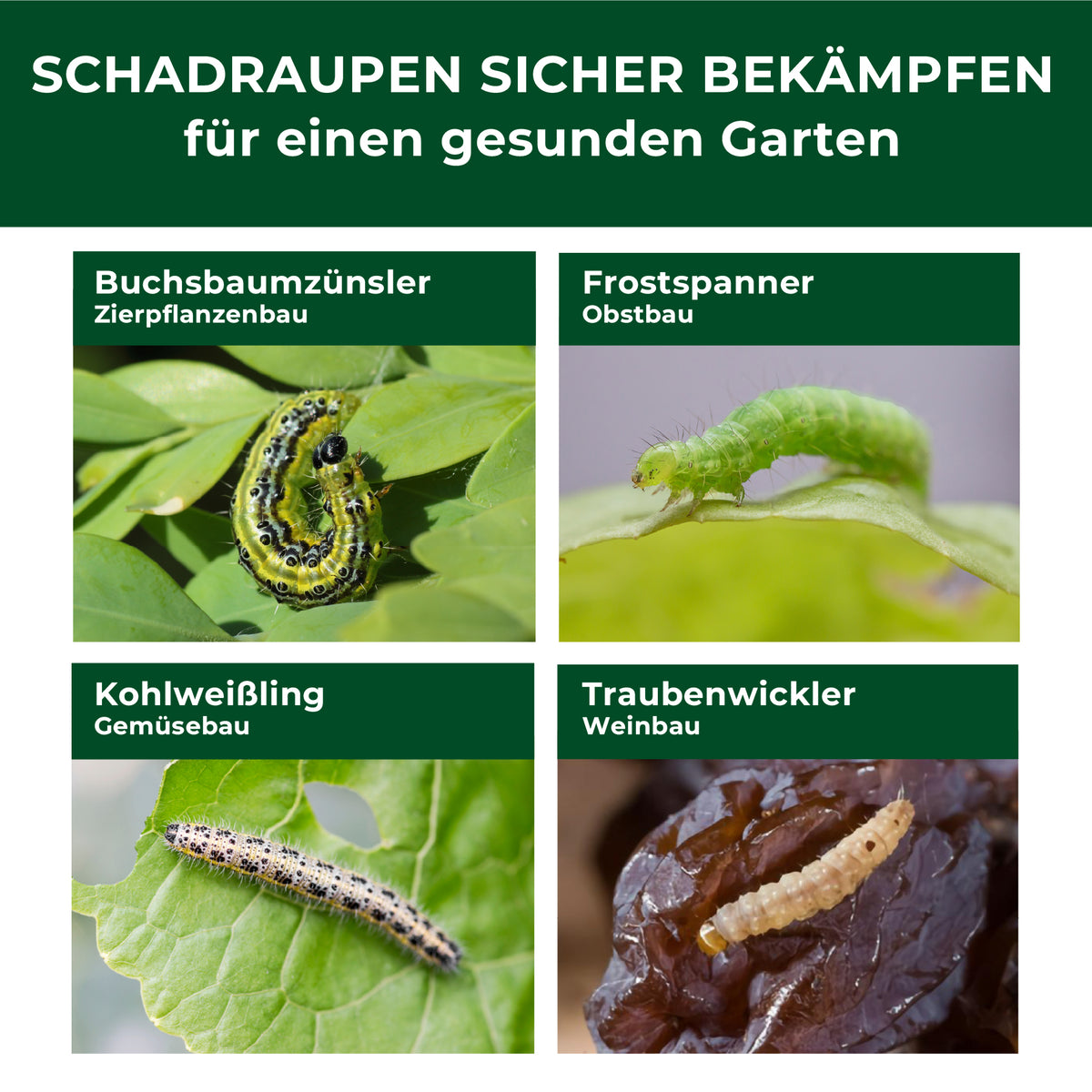XenTari Zünslerfrei & Raupenfrei