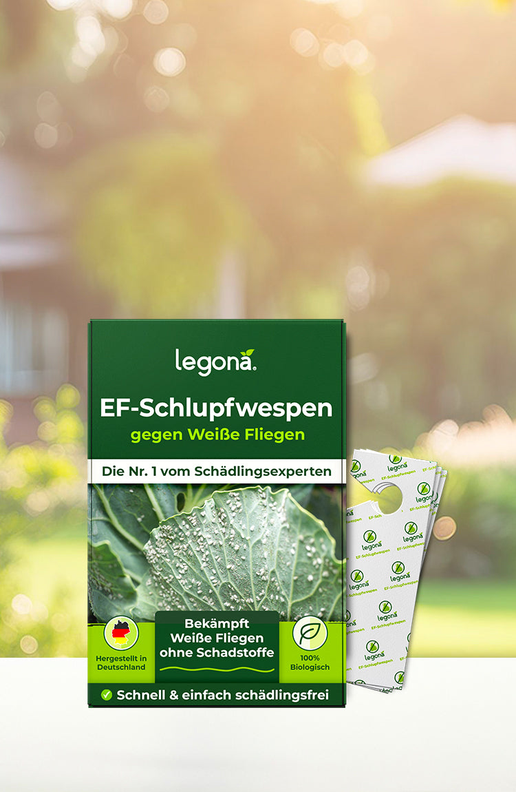 Legona EF-Schlupfwespen gegen Weiße Fliegen, biologisches Schädlingsbekämpfungsmittel in grüner Verpackung mit Bild von Blatt und Schlupfwespen