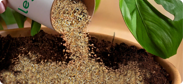 Legona Hypoaspis miles wird aus einem Behälter auf Erde in einem Pflanzgefäß gegossen, daneben grünes Blatt