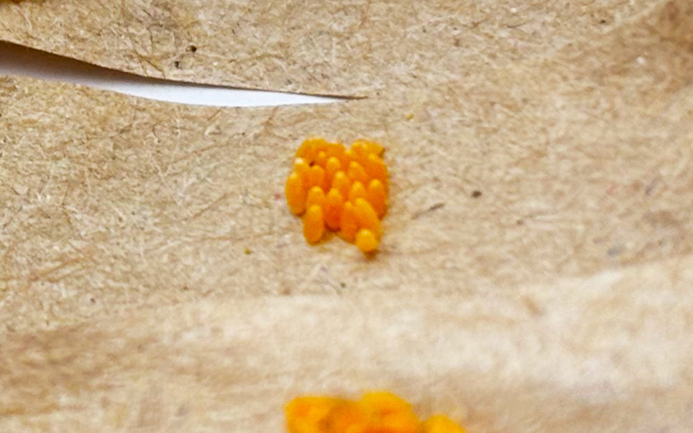 Orangefarbene Eier von Marienkäferlarven auf braunem Papier mit einer Pinzette daneben