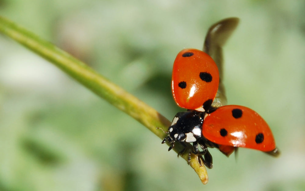 Marienkäfer mit geöffneten roten Flügeldecken und schwarzen Punkten auf einem grünen Pflanzenstängel