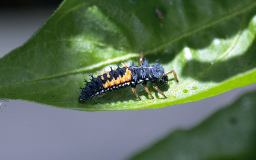 Schwarze Larve mit orangen Streifen und Stacheln auf grünem Blatt