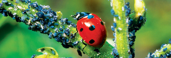 Siebenpunkt-Marienkäfer auf einem grünen Pflanzenstängel, umgeben von vielen blauen Blattläusen