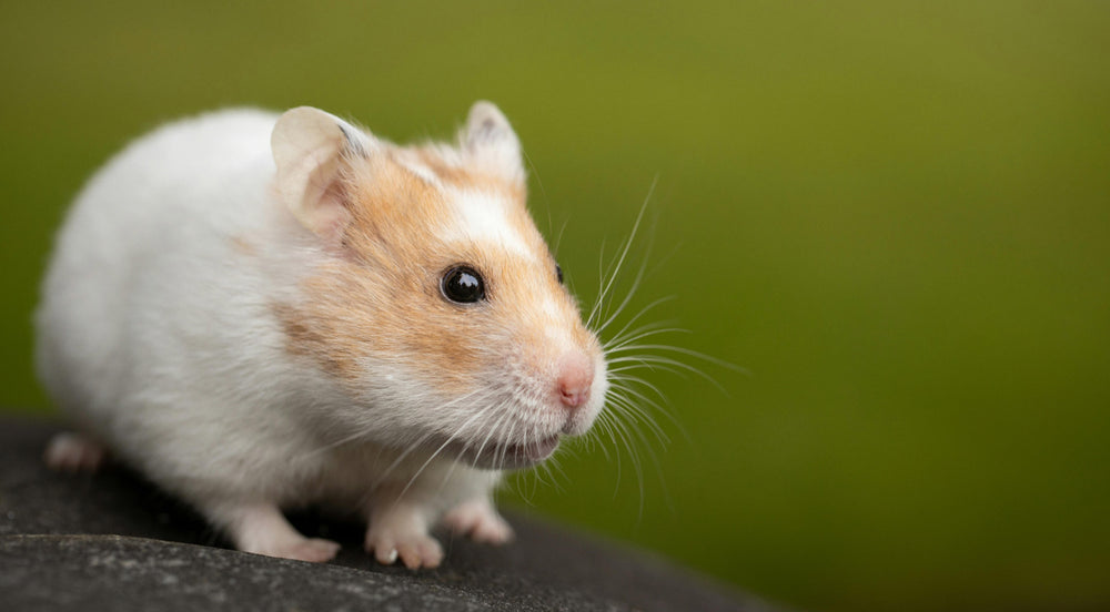 Nahaufnahme eines weißen Hamsters mit braunen Flecken vor grünem Hintergrund