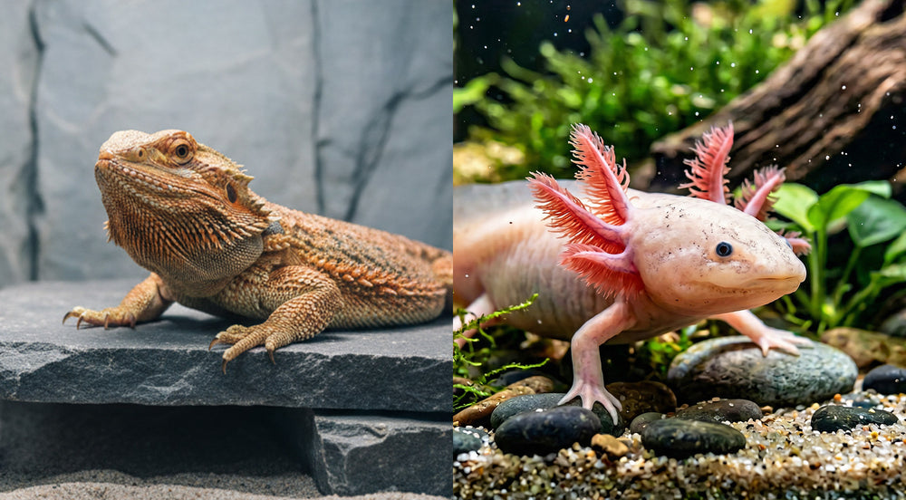 Bartagame auf Steinplatte und Axolotl mit roten Kiemen im Aquarium