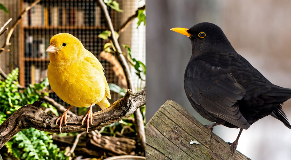 Gelber Kanarienvogel auf einem Ast und schwarzer Amsel mit gelbem Schnabel auf einem Holzstück nebeneinander