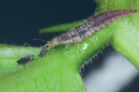 Nahaufnahme einer Florfliegenlarve auf einem grünen Pflanzenstängel mit kleinen schwarzen Blattläusen
